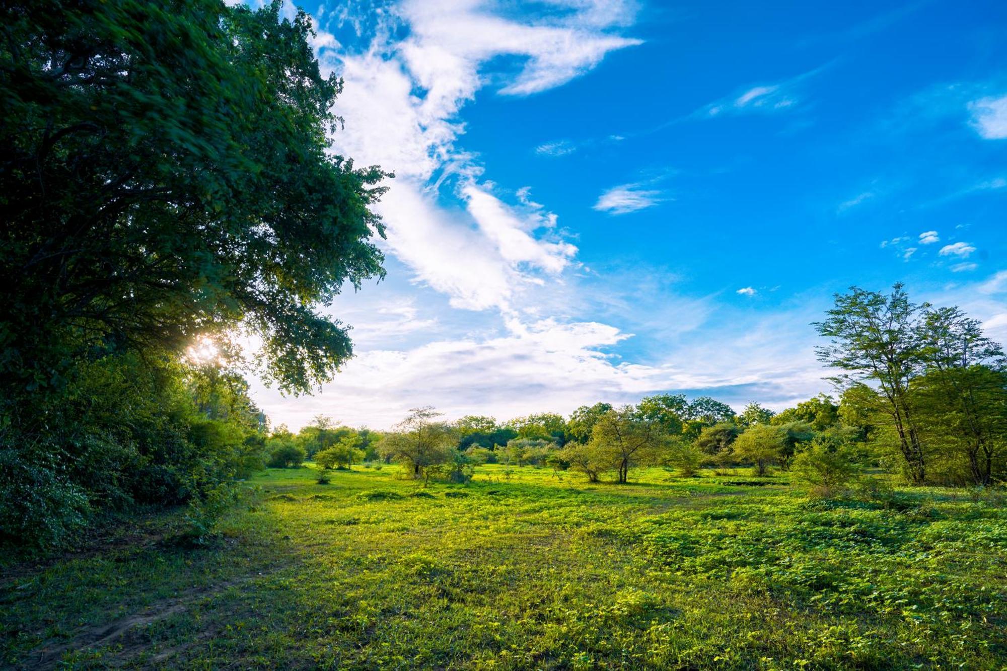 Safari Lodge Yala Kataragama Eksteriør bilde