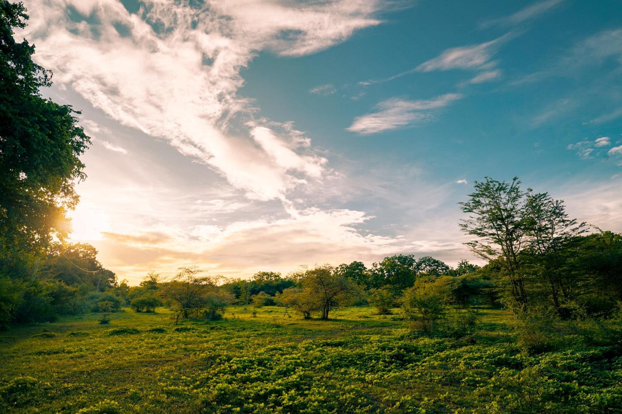 Safari Lodge Yala Kataragama Eksteriør bilde