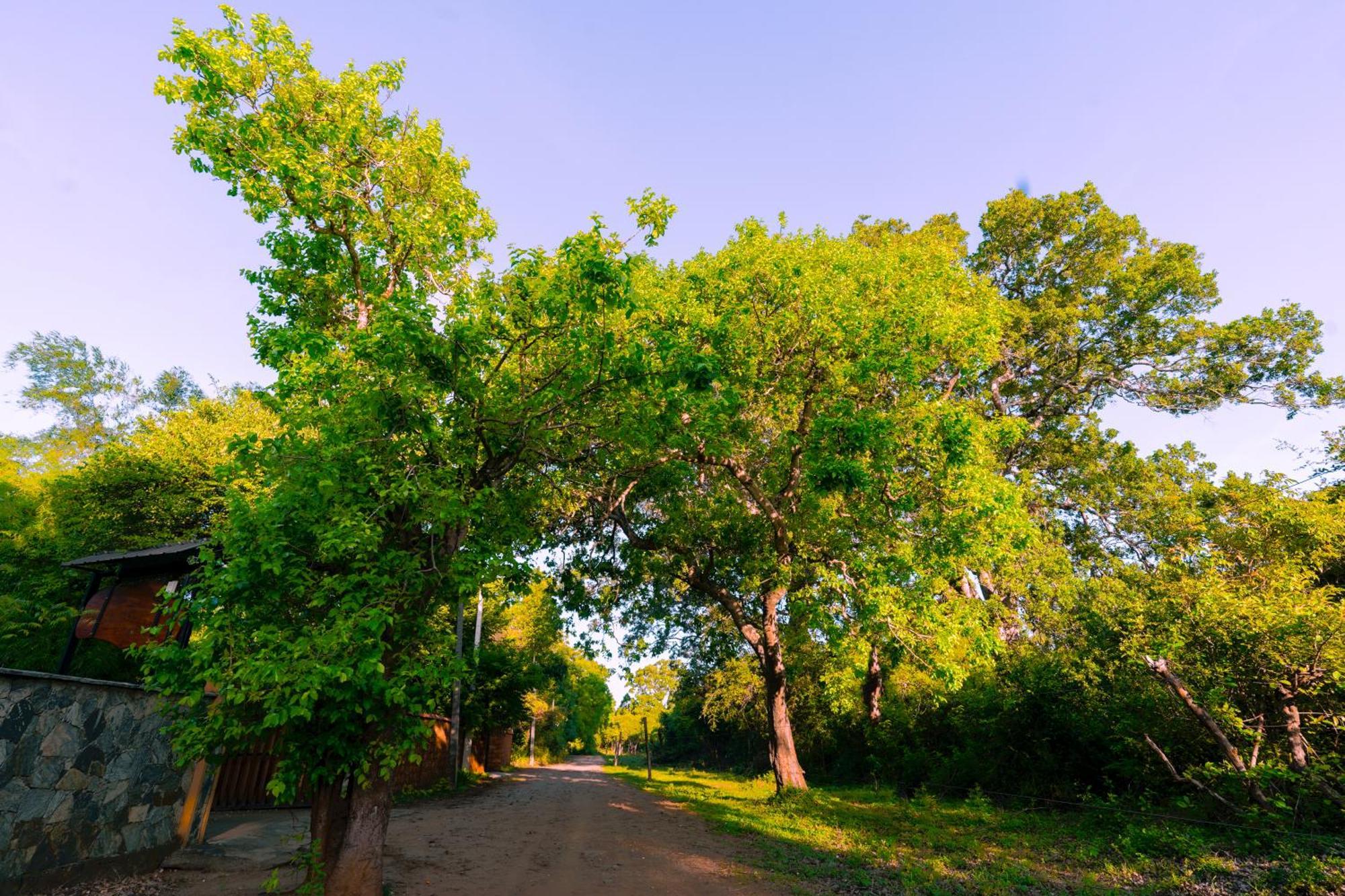 Safari Lodge Yala Kataragama Eksteriør bilde